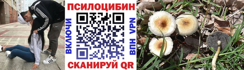 где продают Шали Псилоцибиновые грибы Cubensis